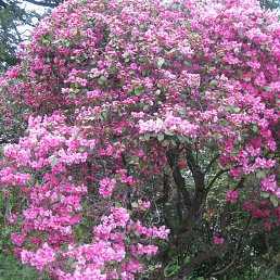 ���� Alois, ������ - ��������� 26 ������ 2012