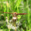 ���� �����, ���������, 49 ��� - ��������� 24 ���� 2012 � ������ �������