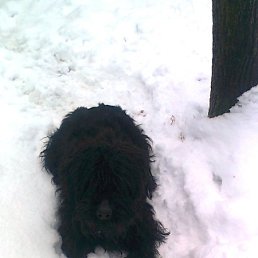 ������, ���������, 79 ���