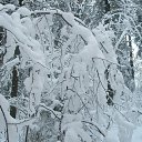  Serzh Van Der Maaremaan,  -  1  2009    