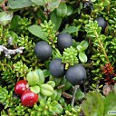 ���� ��������, ����� - ��������� 22 ������� 2009 � ������ ���� �������� ��������