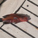 ���� ������, ������, 35 ��� - ��������� 3 ���� 2010 � ������ �������