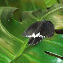 ���� ����, �����-���������, 57 ��� - ��������� 6 ������ 2011 � ������ ���� �������