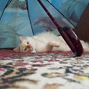  Penelopaxxx,  -  4  2011    