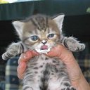  ,  -  3  2010    ,, ۻ