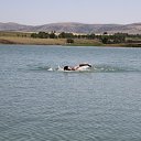 ���� ���, �������, 38 ��� - ��������� 20 ������ 2012 � ������ ���� ����������