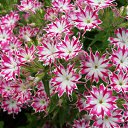 ���� �������, ������, 60 ��� - ��������� 2 ������� 2011 � ������ �������