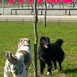 ���� ����, �����-���������, 68 ��� - ��������� 11 ������� 2012