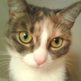 ���� ������� ���������, ������� ��������, 56 ��� - ��������� 9 ���� 2013