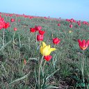 �������� �� ������� �������