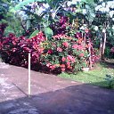  Tiwi Nana, , 35  -  4  2012   
