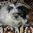 ���� ���� �-238, ������ - ��������� 24 ���� 2012 � ������ ���� ����