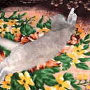 ���� �������, �����, 35 ��� - ��������� 7 ������� 2009 � ������ ���� �������� ��������