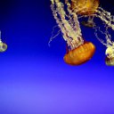 ���� ����� - ���������� ��������!!!, �����������, 56 ��� - ��������� 20 ������� 2009 � ������ ������������� ��������� � ��������� ���!�