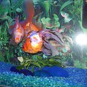 ���� ����, �����������, 51 ��� - ��������� 11 ������ 2009 � ������ �������