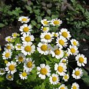 ���� ������, ��������, 63 ���� - ��������� 16 ������� 2009 � ������ ���� ����� ������