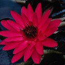 ���� ������, ���-����, 27 ��� - ��������� 17 ������� 2009