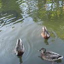 ���� Cfif, ������ - ��������� 12 ������� 2012 � ������ ���� ����������