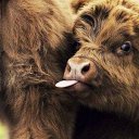 ���� �������, ������, 43 ���� - ��������� 8 ������� 2011 � ������ ���������