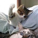 ���� ����, ������, 53 ���� - ��������� 26 ������ 2012