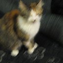 ���� ������, ����, 28 ��� - ��������� 1 ������� 2010 � ������ �PetLove�
