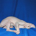 ���� ����� Sphinx, �����, 46 ��� - ��������� 7 ������� 2012