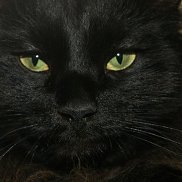 ������, 54 ����, ���������