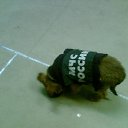 ���� �������, �����-���������, 43 ���� - ��������� 3 ������ 2011 � ������ ���� ����������