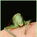 ���� �������, �������, 44 ���� - ��������� 31 ���� 2010