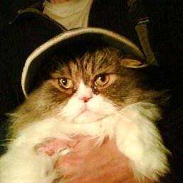 �������, �����������, 70 ���