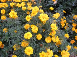 ���� ������, �����������, 67 ��� - ��������� 1 ������ 2011