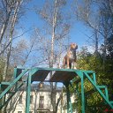 ���� �� ����� �� ������� �������