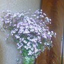 ���� Smile, ������, 55 ��� - ��������� 12 ������ 2010 � ������ ���� ����� � ������