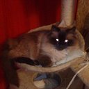 ���� ����, ������, 64 ���� - ��������� 1 ������� 2011 � ������ �������