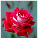 ���� ����, �������, 48 ��� - ��������� 10 ������� 2010 � ������ �������