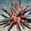 ���� Svetlana, ������, 59 ��� - ��������� 29 ����� 2011 � ������ ���������� ��� ���������� �����