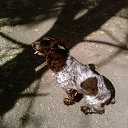 ���� �� ��������...
 �� ������� ��������� II, ����� - ����