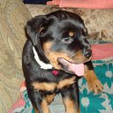 ���� ������, �����-���������, 49 ��� - ��������� 18 ���� 2011 � ������ �������