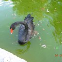 ���� ������, ����, 49 ��� - ��������� 16 ����� 2010