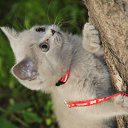 ���� ������� C., �����-���������, 54 ���� - ��������� 7 ���� 2013 � ������ ���� ����������