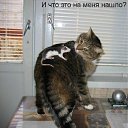 ���� ��������, �������� - ��������� 23 ����� 2012 � ������ �������� ��������