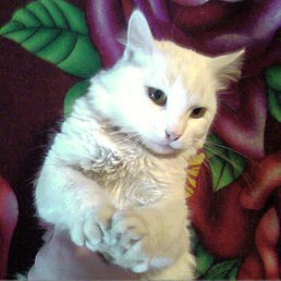 ���� ����, ���������, 42 ���� - ��������� 8 ������� 2011