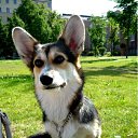 ���� Dexter, ������, 36 ��� - ��������� 22 �������� 2011 � ������ ����������