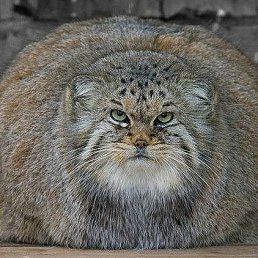 ���� �������, �����, 55 ��� - ��������� 4 ������ 2012