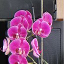 ���� ���� (���������� ������ � ������� �������), ������, 70 ��� - ��������� 4 ������� 2011 � ������ ���� ������