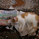 ���� ��� �������, �������, 46 ��� - ��������� 16 �������� 2011 � ������ �������