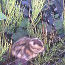  Marguerite , , 54  -  13  2012   