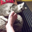 ���� �����, �����, 53 ���� - ��������� 12 ���� 2011 � ������ ���� ������� ��������