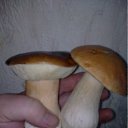  , , 53  -  29  2011   .