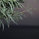 ���� �����, ������, 50 ��� - ��������� 8 ������ 2012 � ������ �������